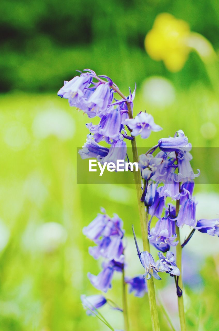 CLOSE-UP OF PURPLE FLOWER ON PLANT