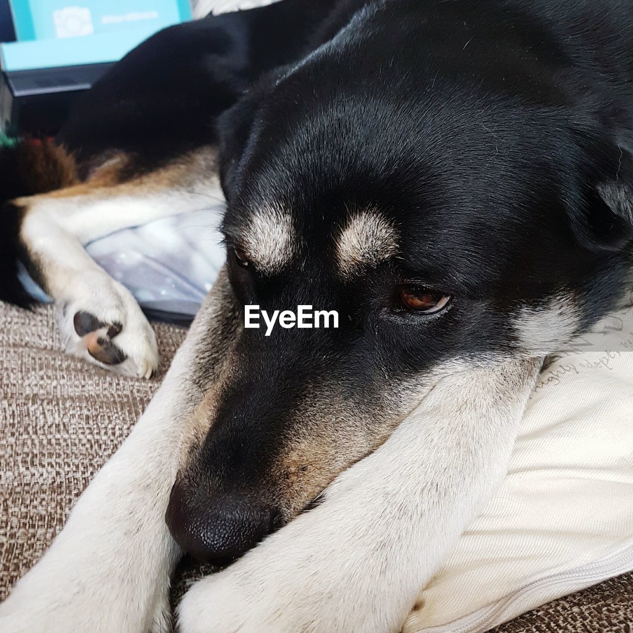 Close-up of dog relaxing at home