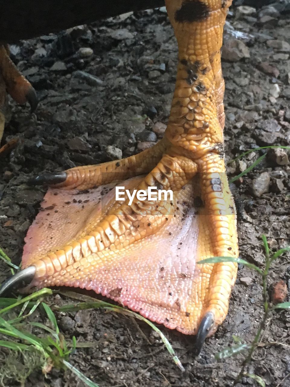 CLOSE-UP OF FISH ON GROUND