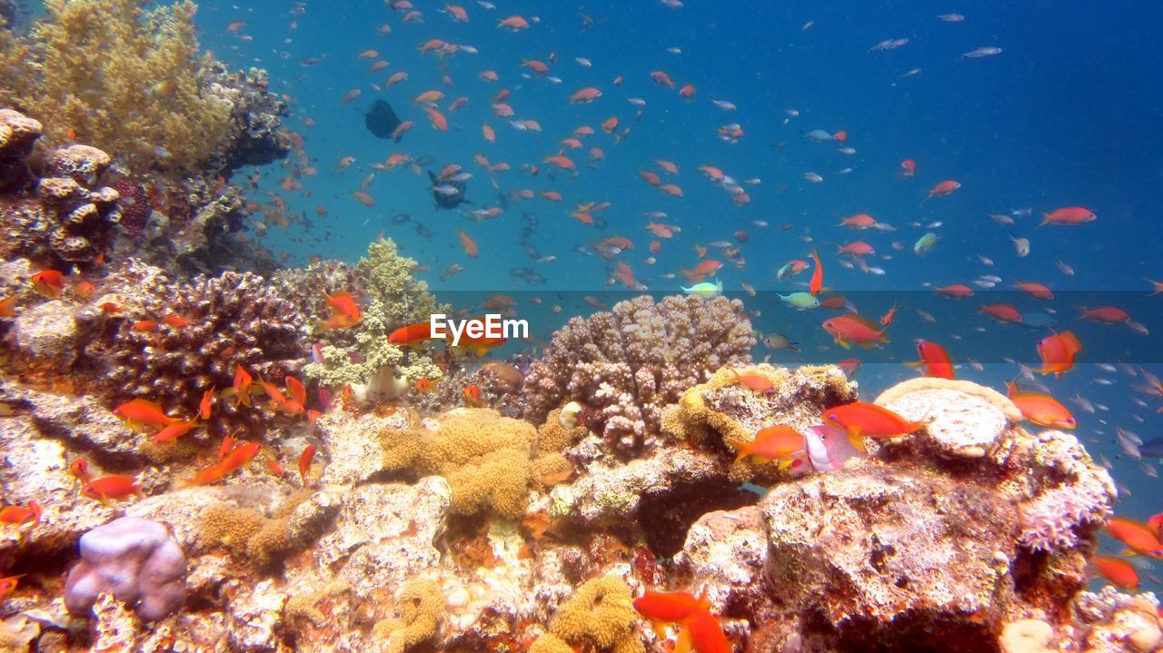 Fish swimming in sea and colorful corals