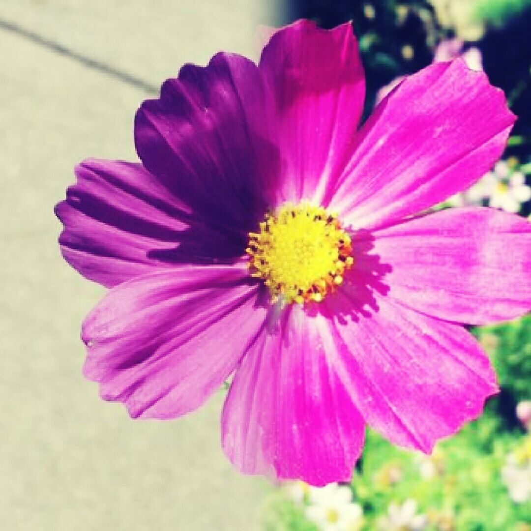 CLOSE-UP OF PINK FLOWERS