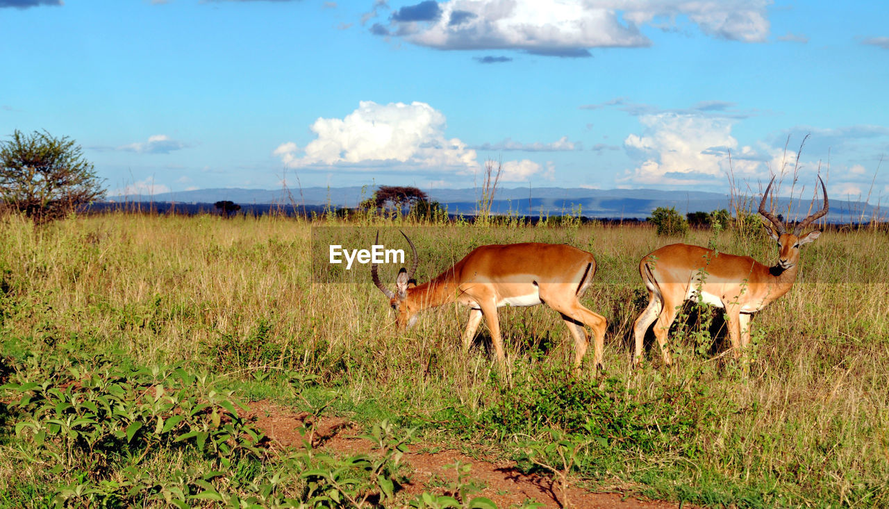 Scenic view of antelopes on grassy field against sky