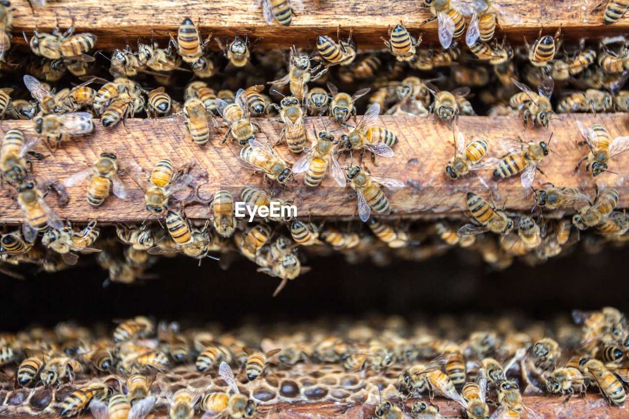 Full frame shot of beehive