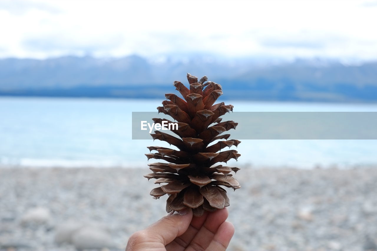 Close-up of hand holding pine cone against sea and sky