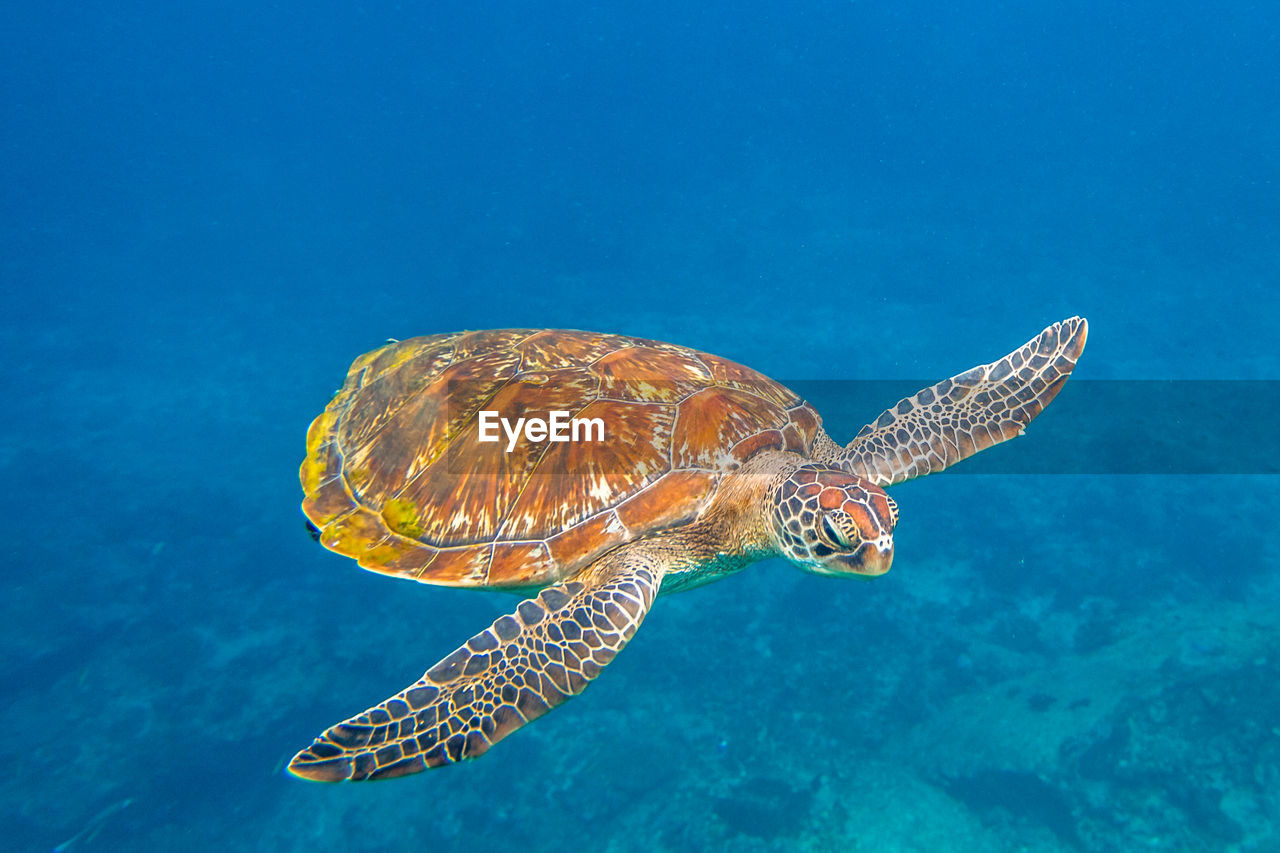 Close-up of turtle swimming in sea