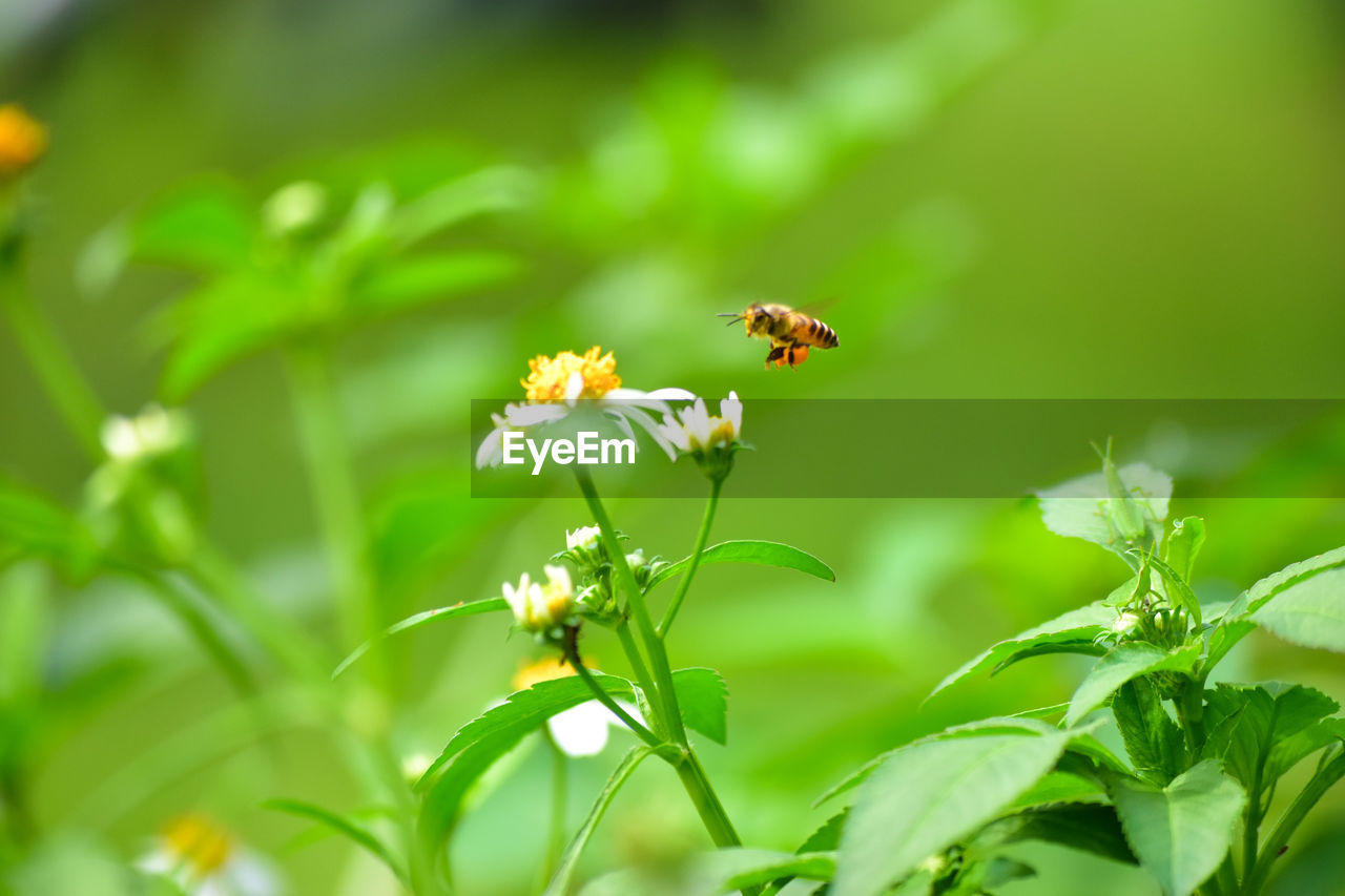 CLOSE-UP OF BEE POLLINATING ON WHITE FLOWER