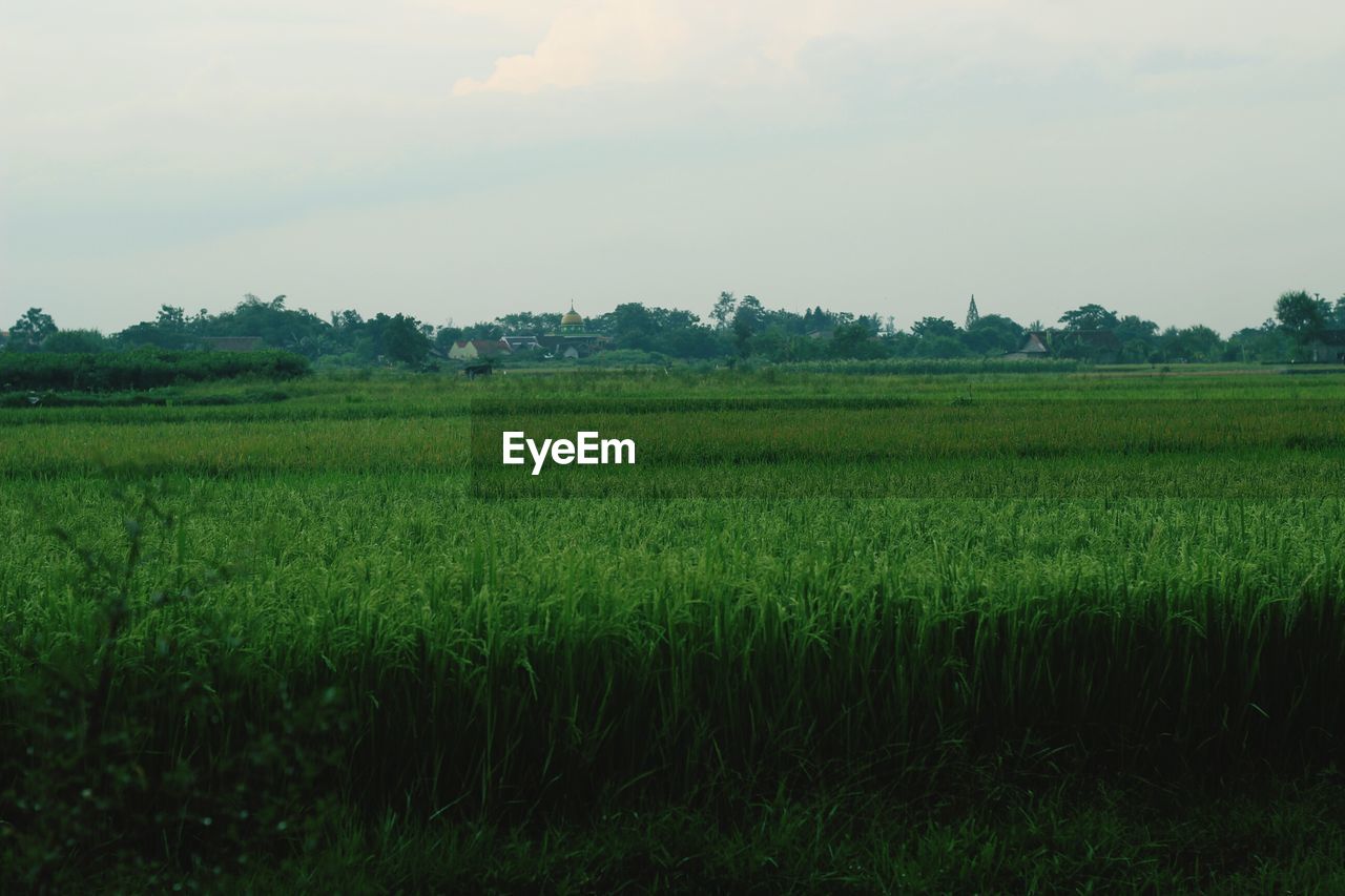 SCENIC VIEW OF FARM FIELD AGAINST SKY