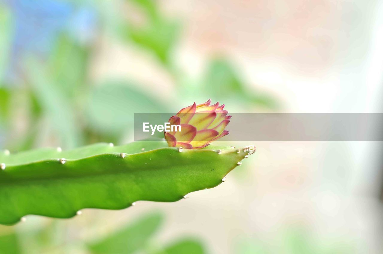 Close-up of flower on leaf