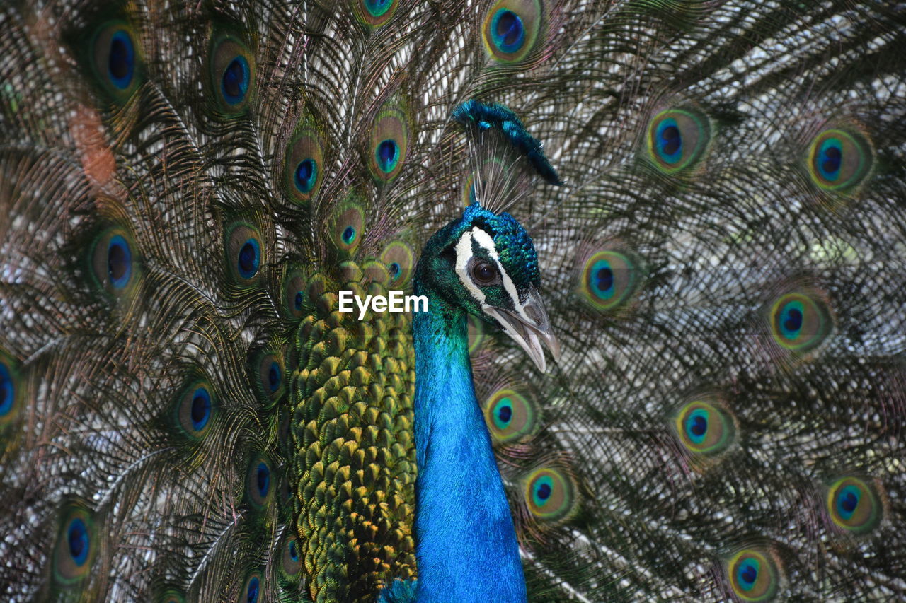 Full frame shot of peacock feathers