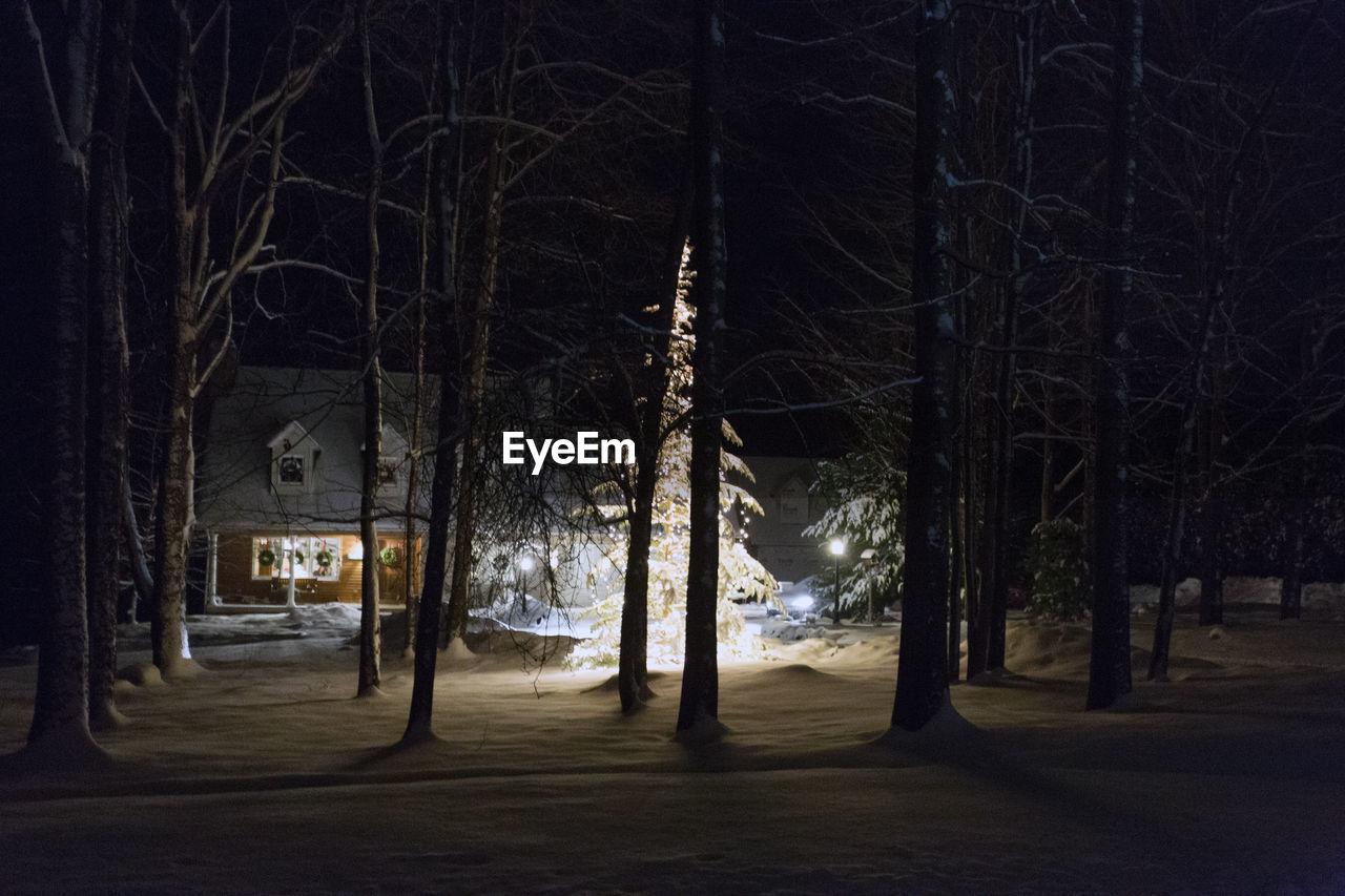 VIEW OF BARE TREES IN WINTER