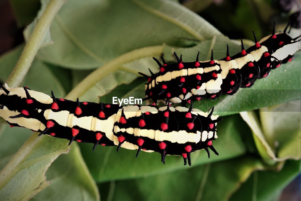 A pair of common mime caterpillar  on green leaf