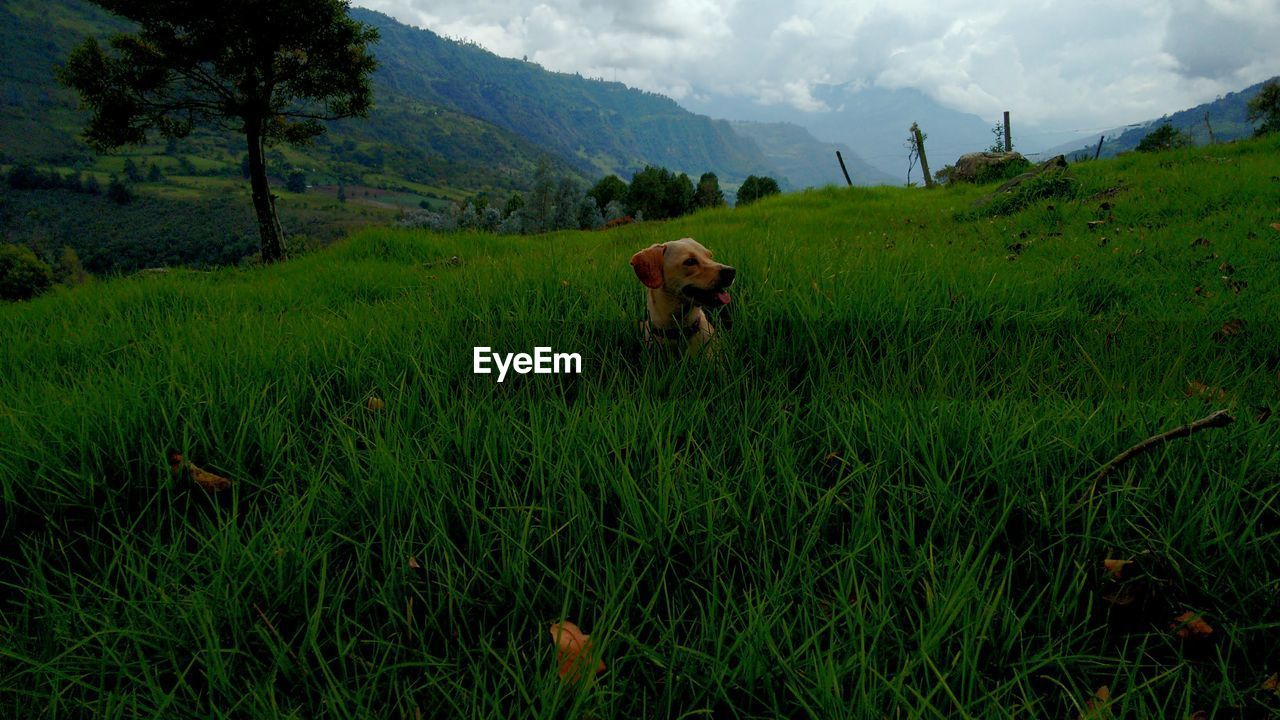 DOG IN THE FIELD