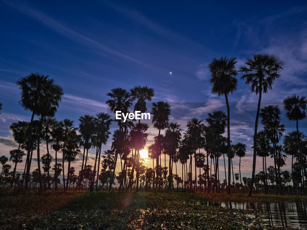 tree, sky, plant, evening, palm tree, dusk, nature, tropical climate, sunset, cloud, night, horizon, land, beauty in nature, scenics - nature, environment, outdoors, no people, landscape, tranquility, growth, blue, silhouette