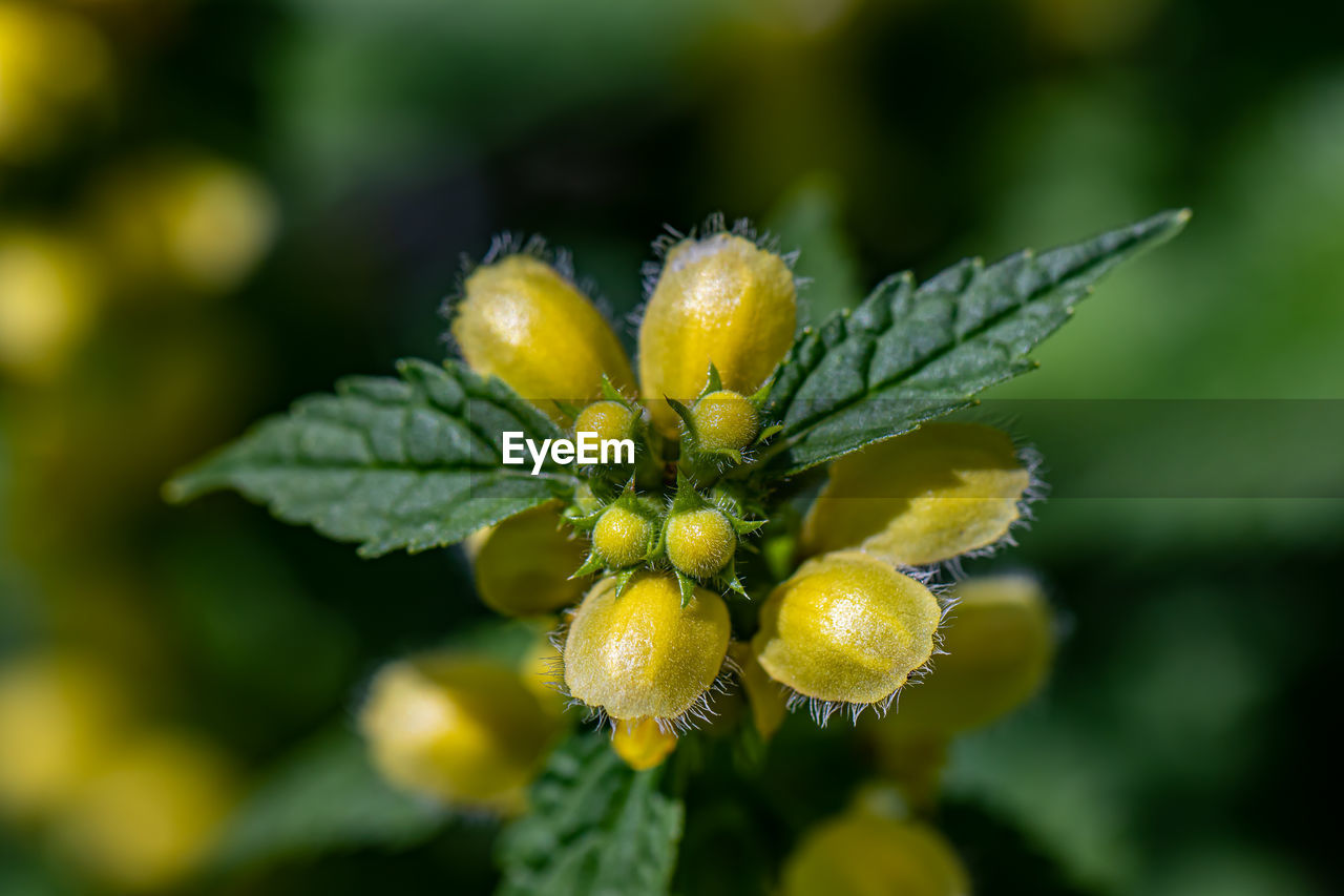 CLOSE-UP OF YELLOW FLOWER PLANT