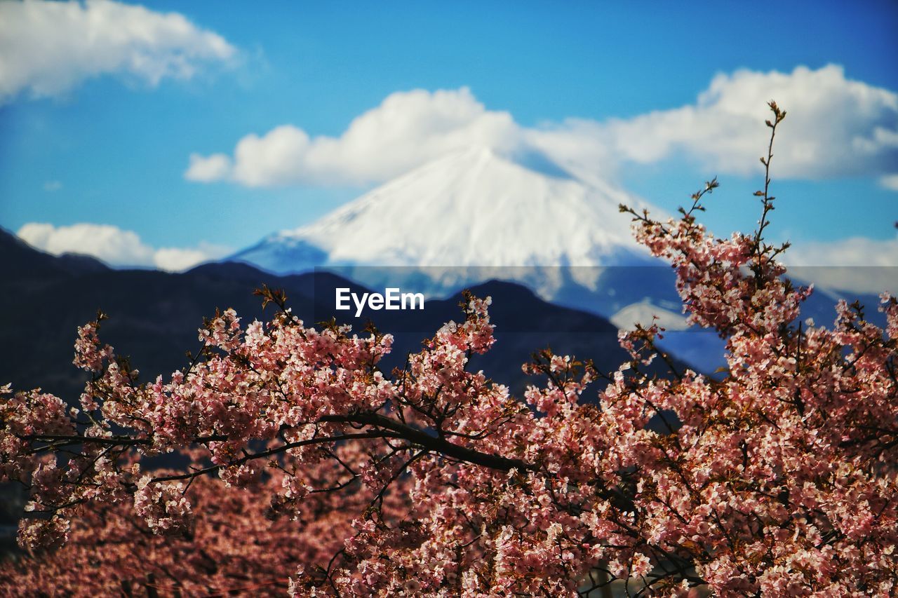 LOW ANGLE VIEW OF TREES AGAINST MOUNTAIN