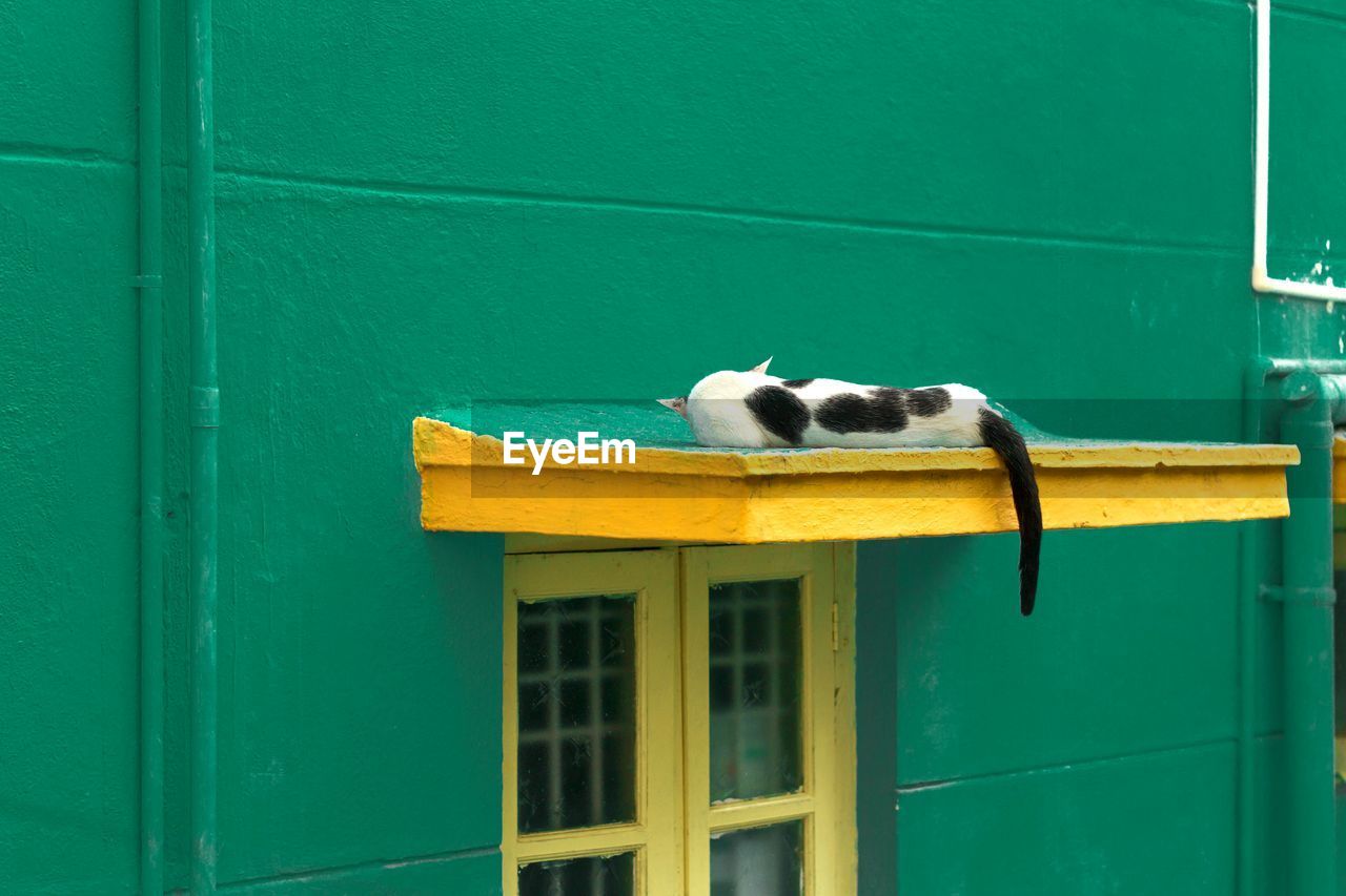 Pigeons perching on green door