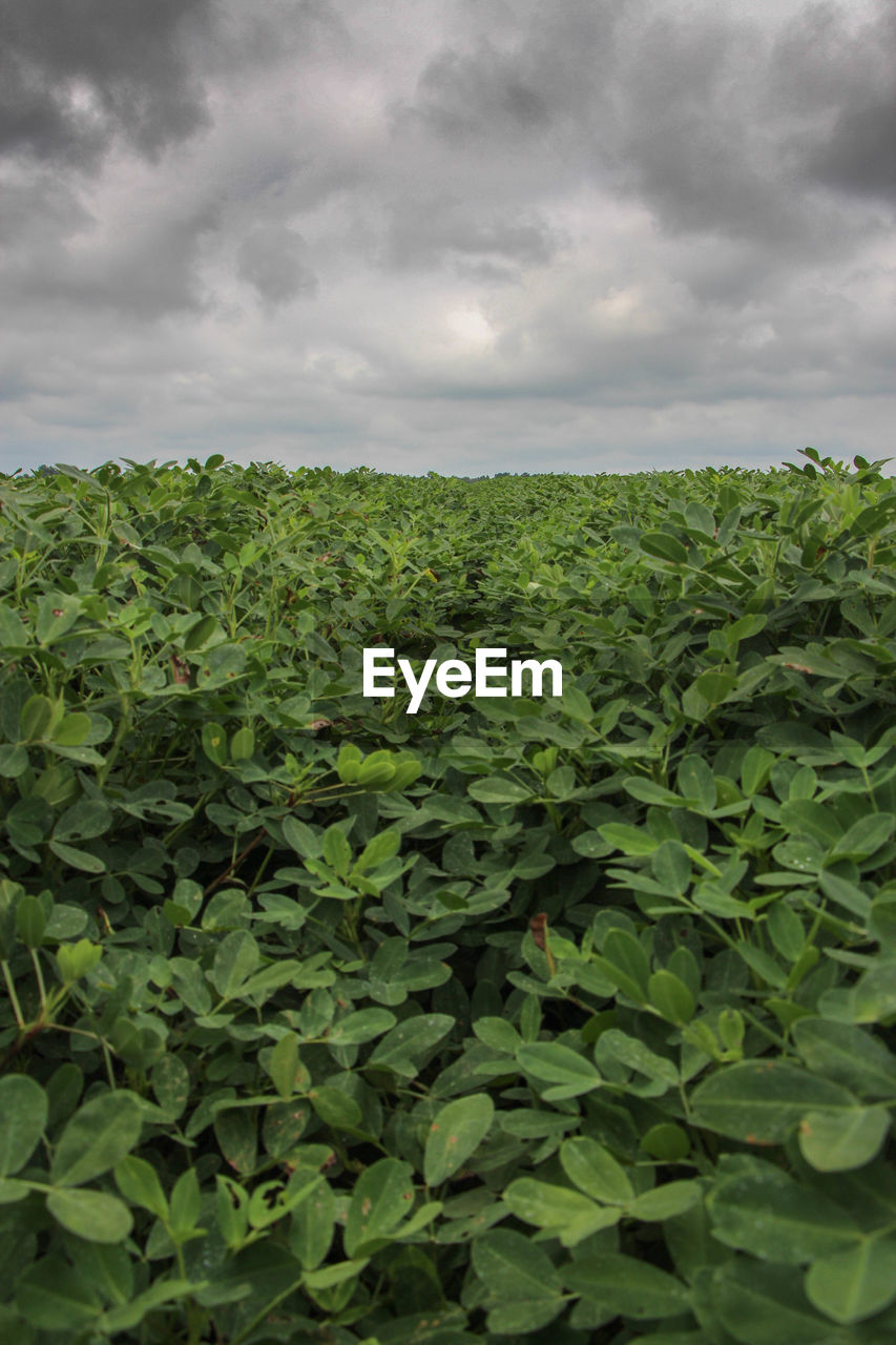 Scenic view of field against cloudy sky