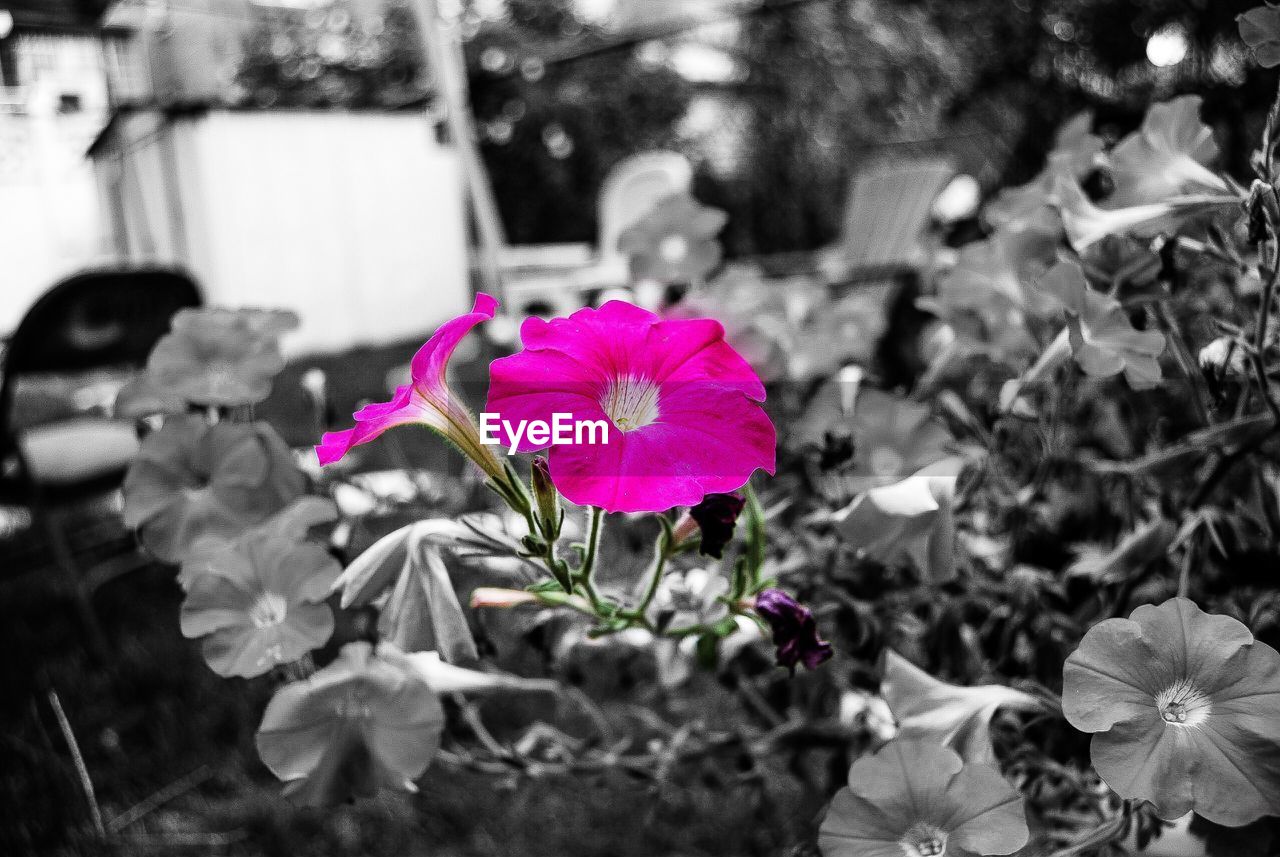 CLOSE-UP OF PINK FLOWER BLOOMING