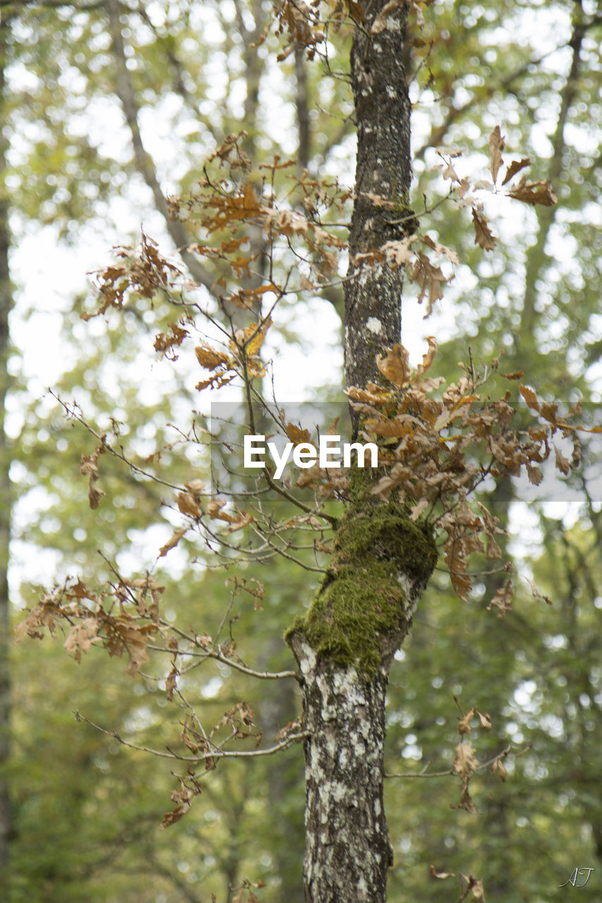 LOW ANGLE VIEW OF TREES