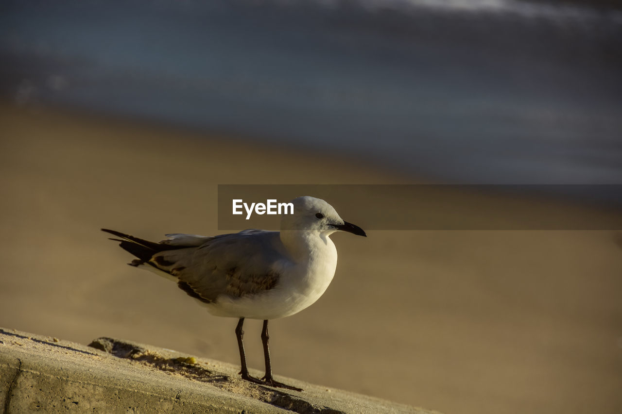 Seagull on cottesloe beach, western australia