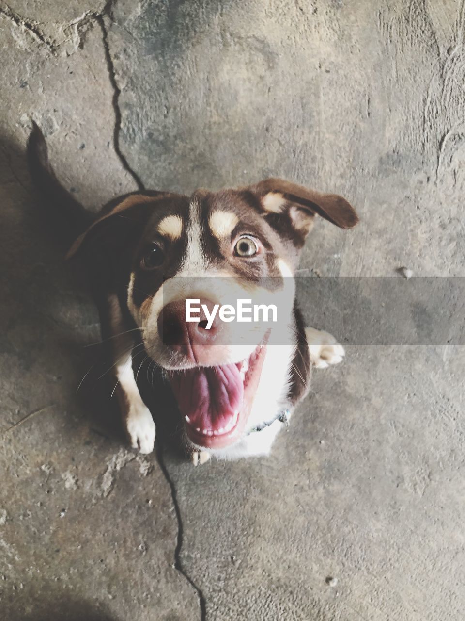HIGH ANGLE PORTRAIT OF DOG STICKING OUT TONGUE AT CAMERA