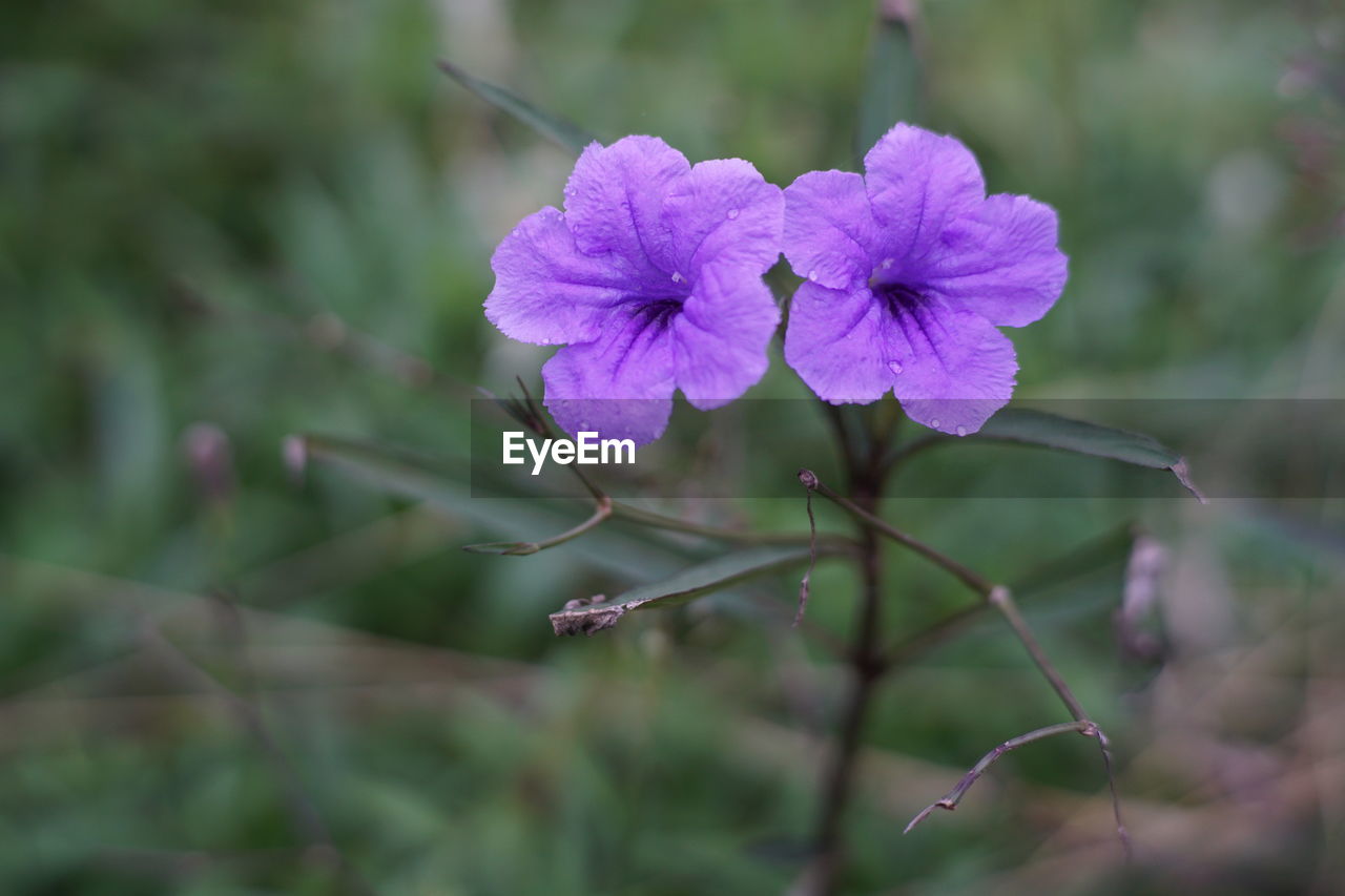 Close-up of purple flowering plant