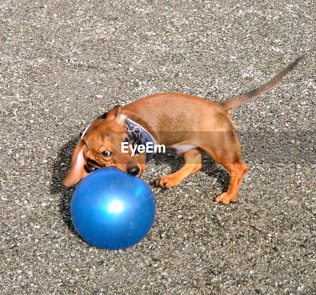 DOG WITH BALL IN MOUTH WHILE LYING ON FLOOR