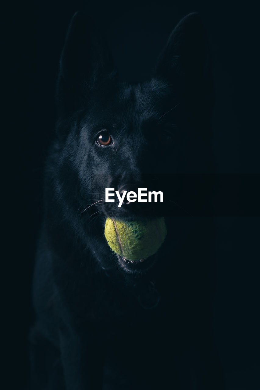 PORTRAIT OF BLACK DOG WITH EYES