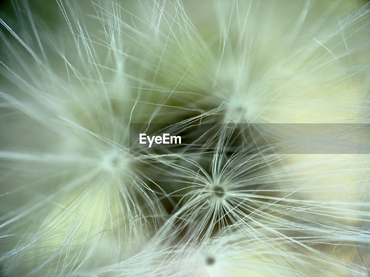 dandelion, fragility, flower, close-up, freshness, plant, flowering plant, beauty in nature, macro photography, softness, nature, dandelion seed, seed, no people, white, green, growth, selective focus, inflorescence, backgrounds, macro, extreme close-up, sunlight, flower head, outdoors, springtime, day, full frame, leaf