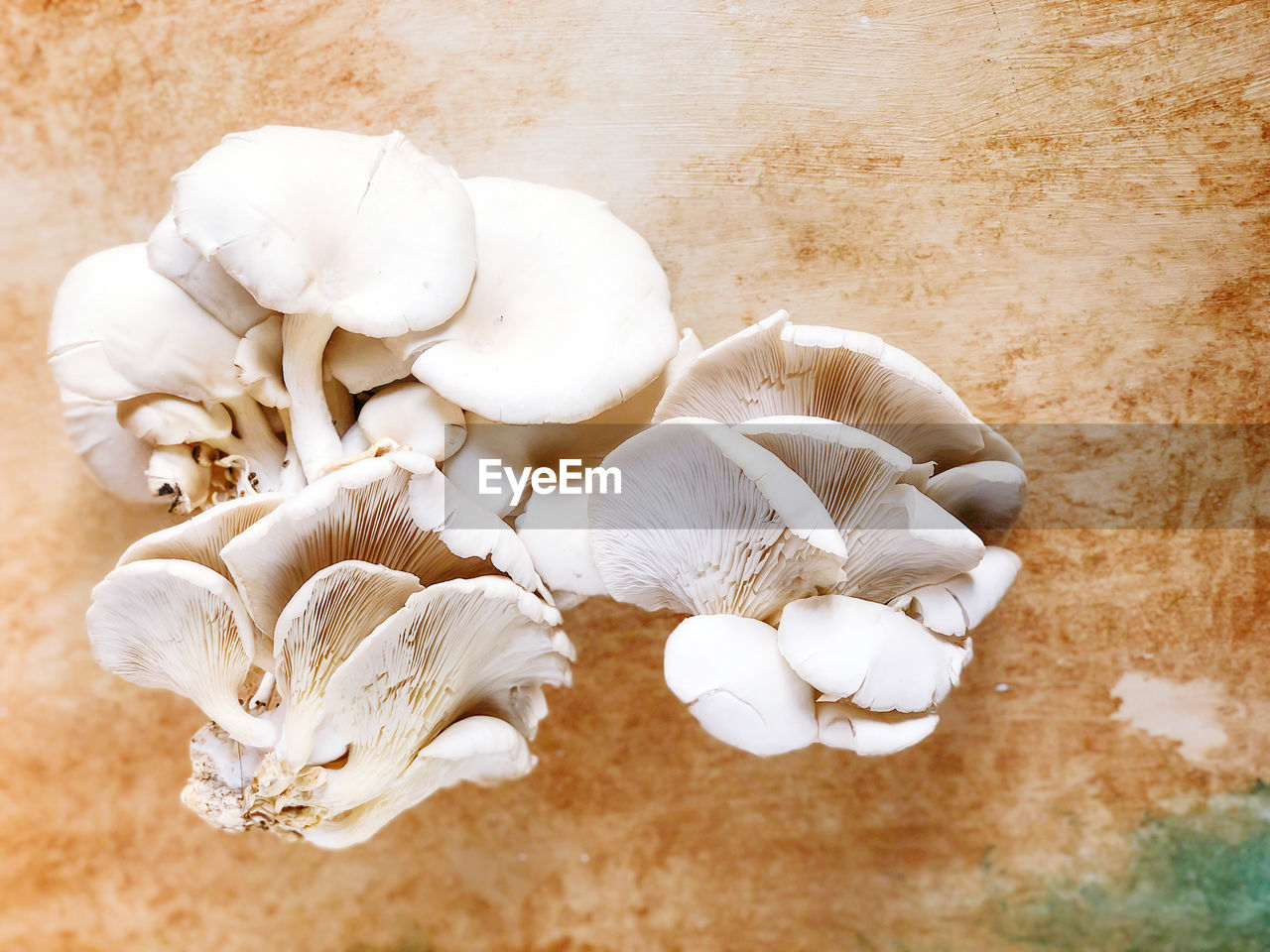 HIGH ANGLE VIEW OF MUSHROOMS GROWING IN CONTAINER