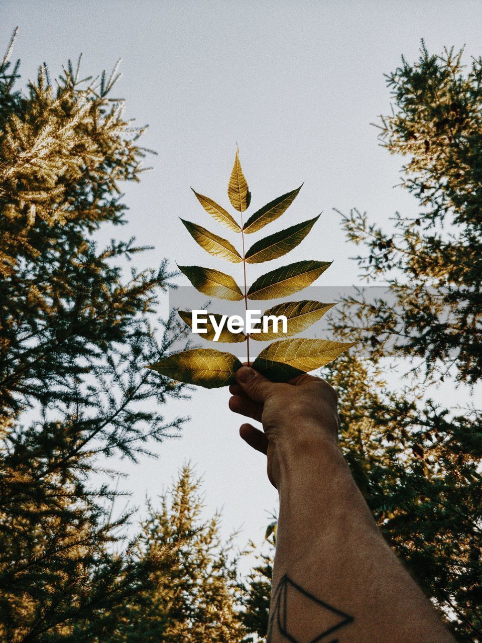 Cropped image of hand holding twig against sky