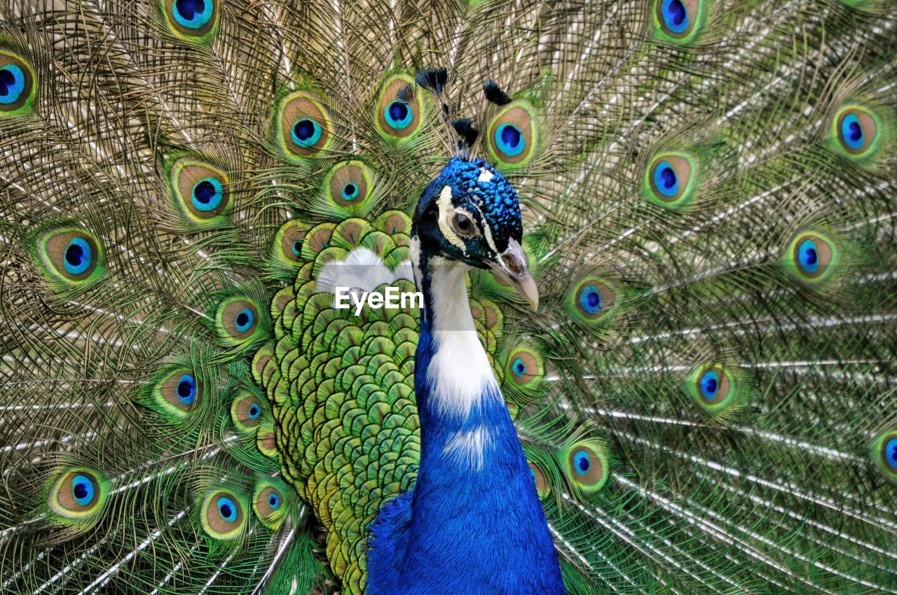 peacock, peacock feather, bird, animal themes, animal, fanned out, animal wildlife, feather, one animal, wildlife, beauty in nature, fashion accessory, showing, showing off, blue, multi colored, dancing, pride, pattern, elegance, green, nature, close-up, animal behavior, animal body part, full frame, day, animal's crest, vibrant color, emotion, tail, outdoors, vanity, flying, beak, spreading, animal head, wing