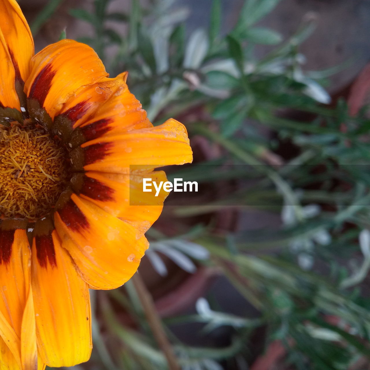 CLOSE-UP OF YELLOW FLOWER