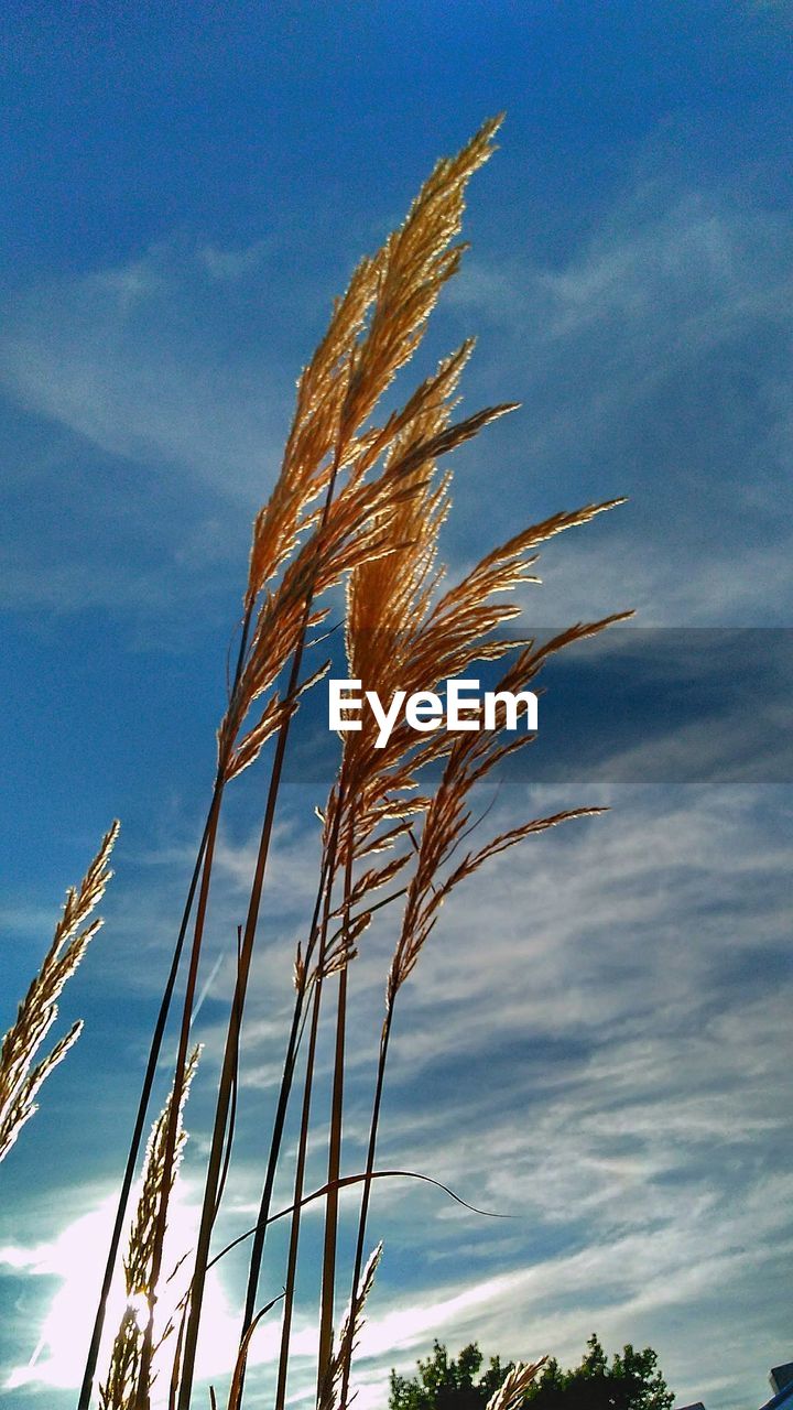 LOW ANGLE VIEW OF PLANTS AGAINST SKY