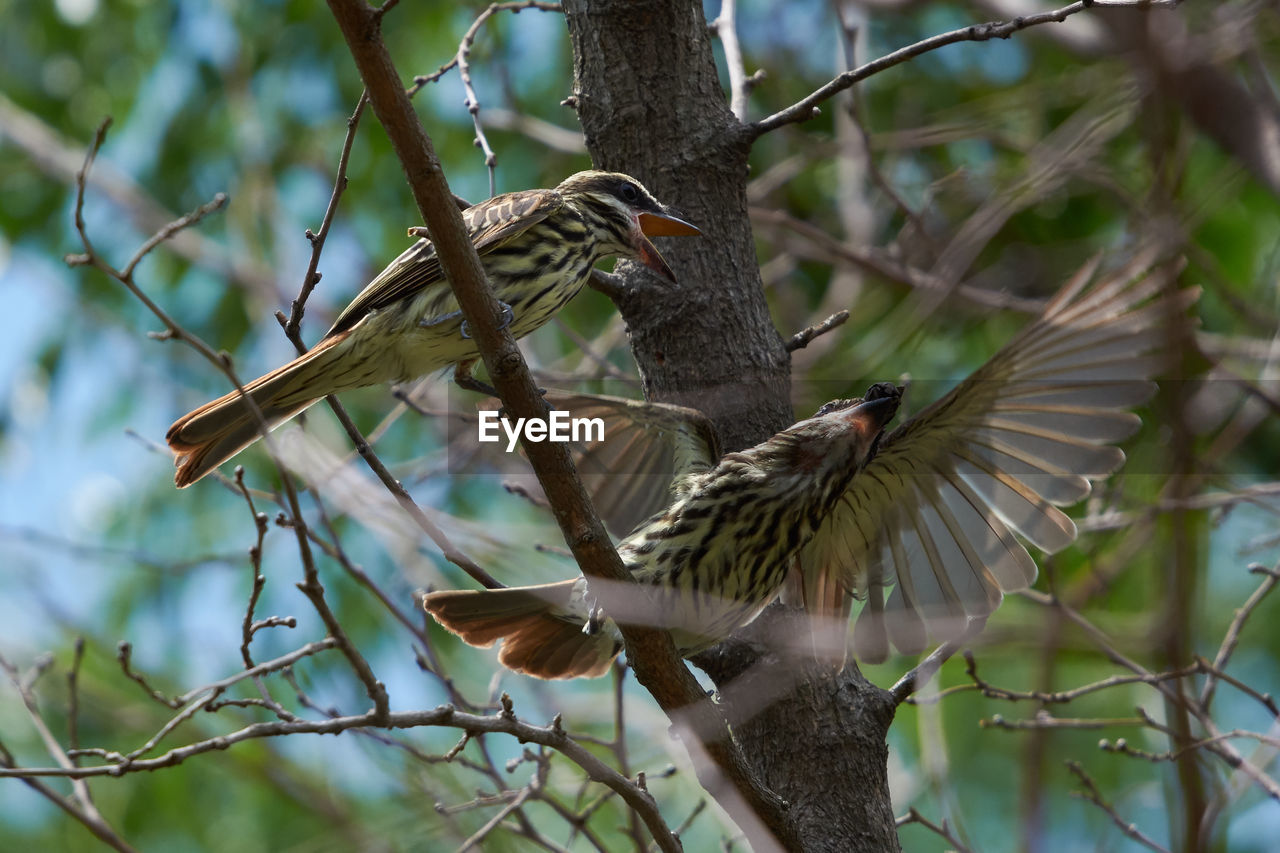 BIRD PERCHING ON A BRANCH