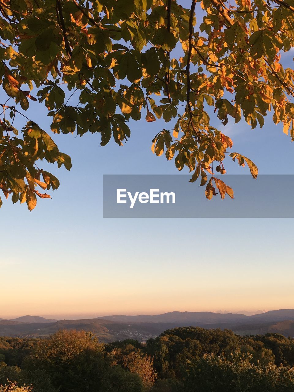 TREE AGAINST SKY DURING AUTUMN