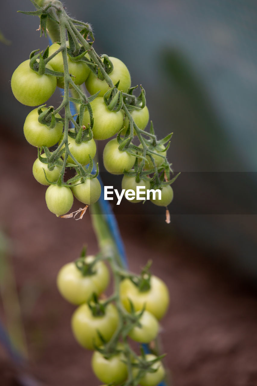 Close-up of fruits growing on plant