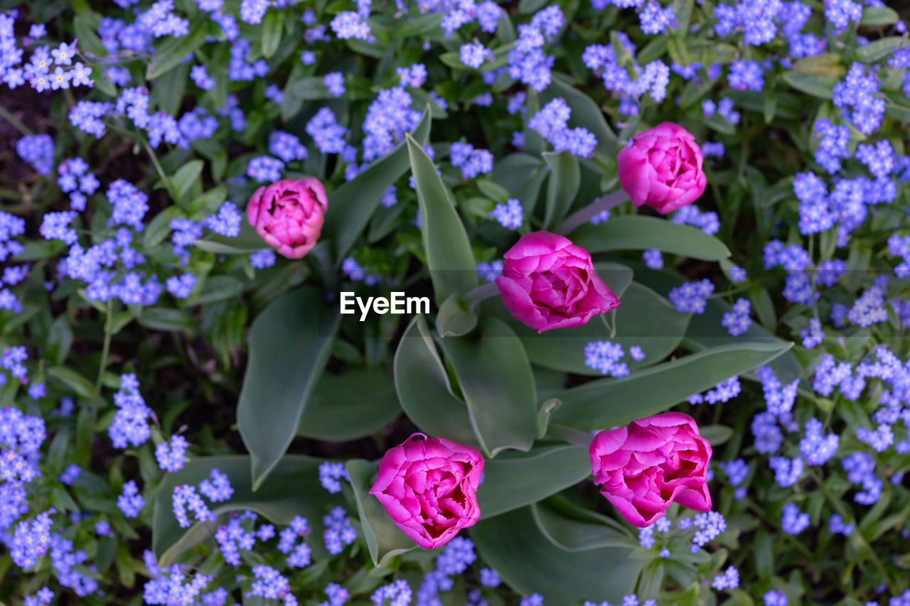 Close-up of purple flowering plants