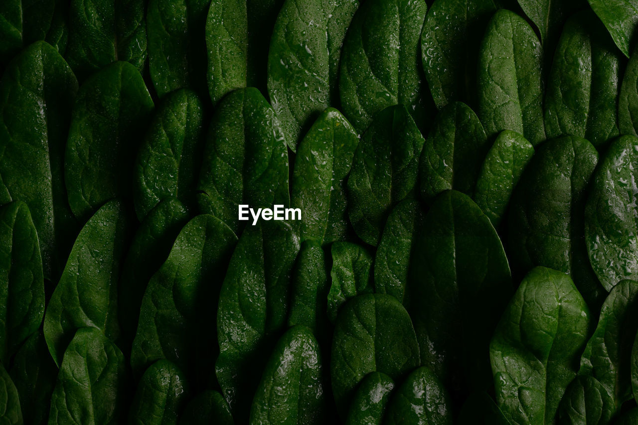 Full frame shot of green spinach leaves 