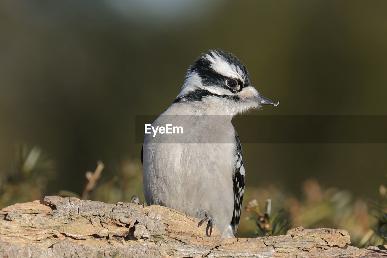 BIRD PERCHING ON ROCK