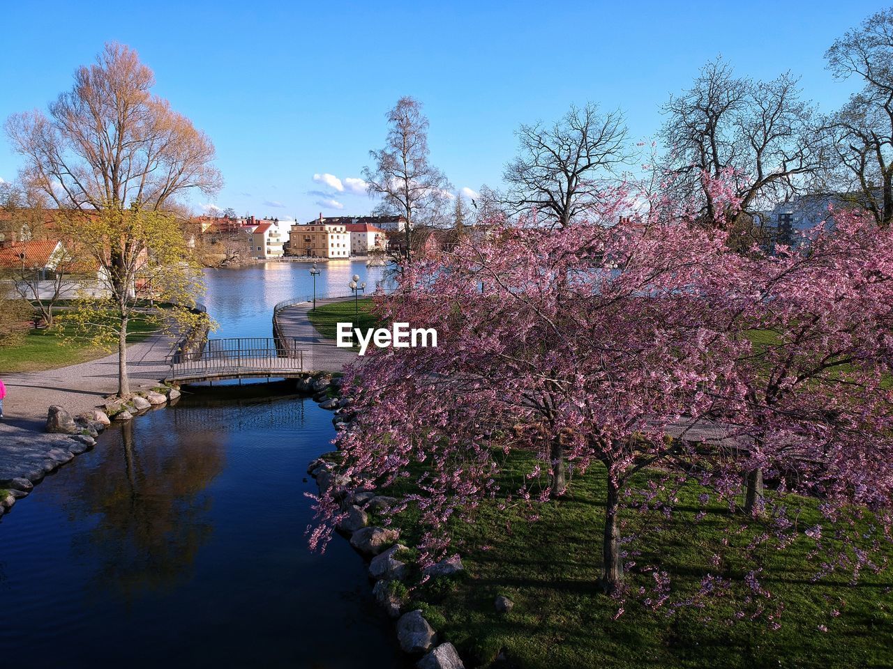 VIEW OF CHERRY BLOSSOM BY RIVER