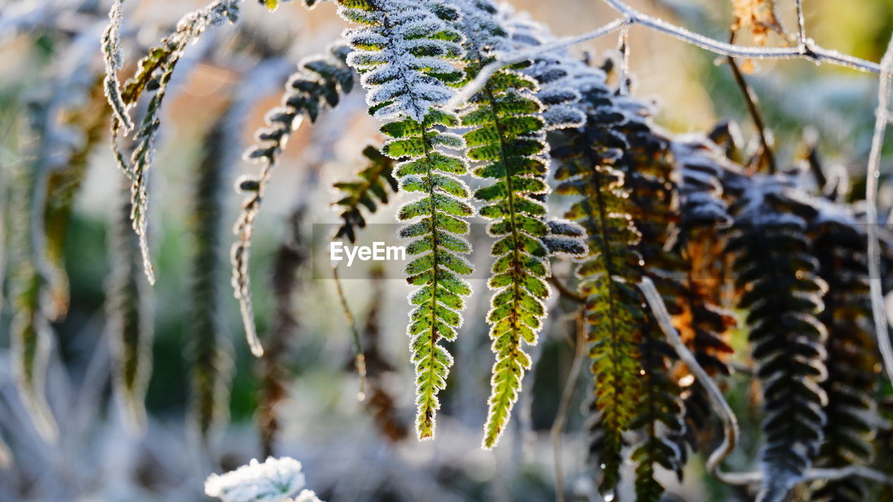 Close-up of plant