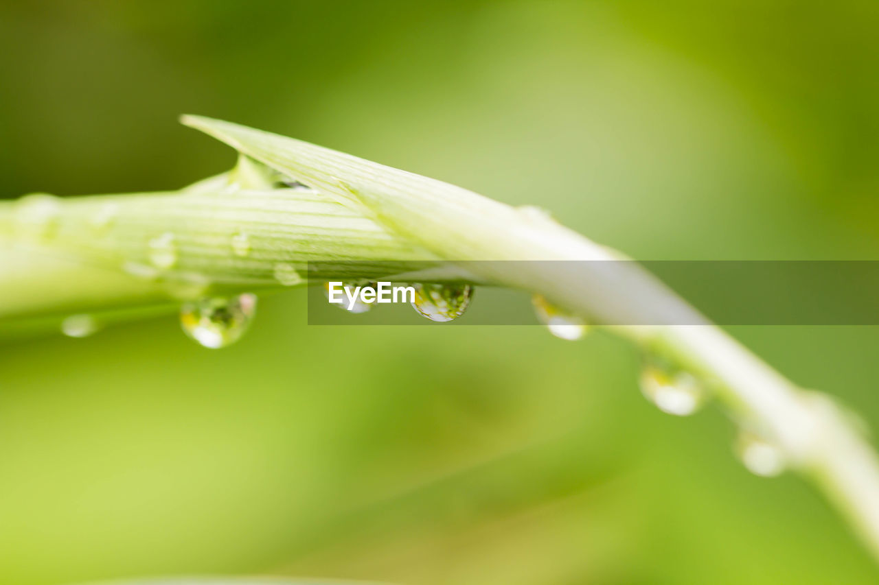 CLOSE-UP OF WATER DROPS ON PLANT