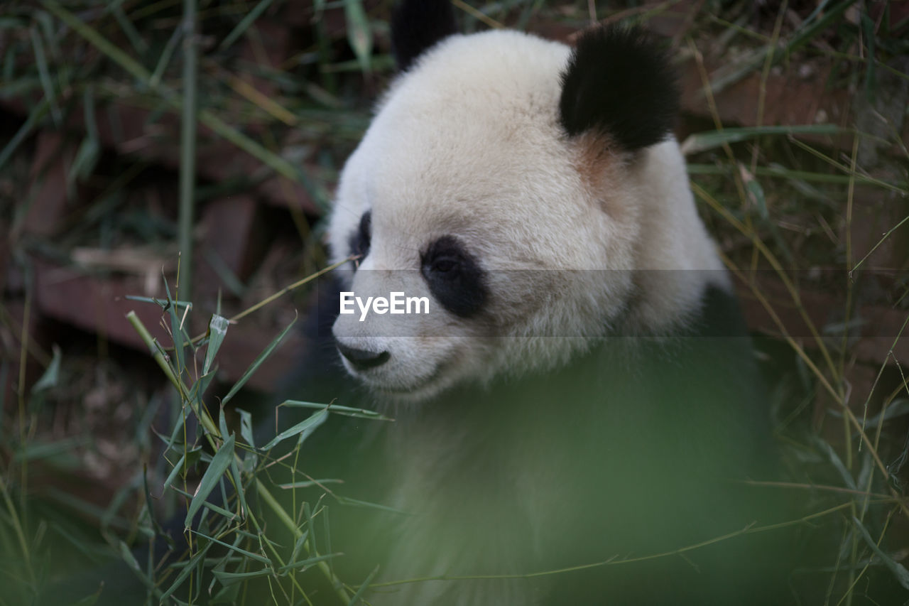 Close-up of a panda