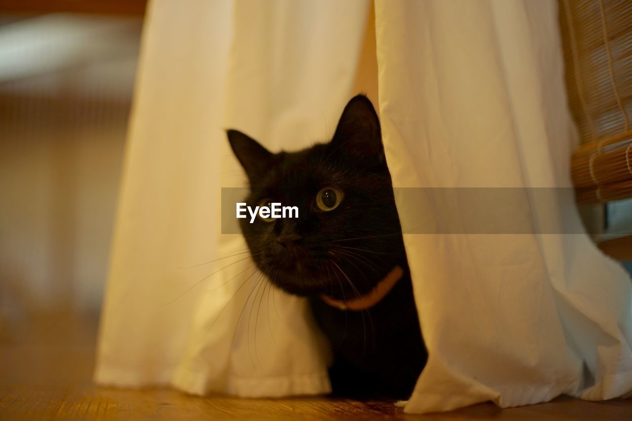 A black cat hiding behind the curtain