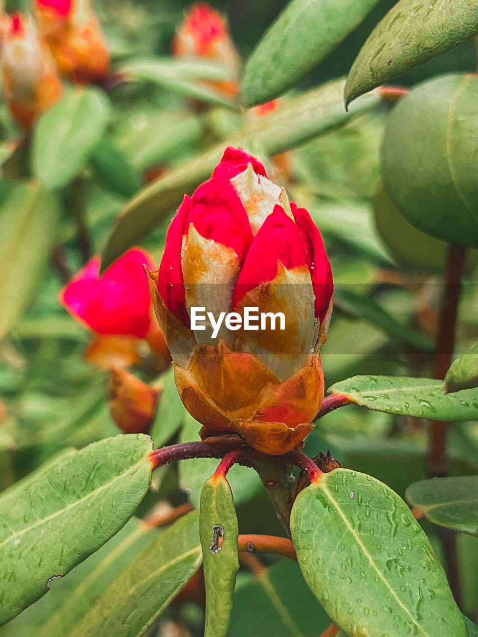 plant, leaf, flower, plant part, growth, close-up, nature, beauty in nature, flowering plant, freshness, no people, green, red, fruit, food, food and drink, focus on foreground, produce, outdoors, healthy eating, day, bud, petal, macro photography, fragility, shrub, tree