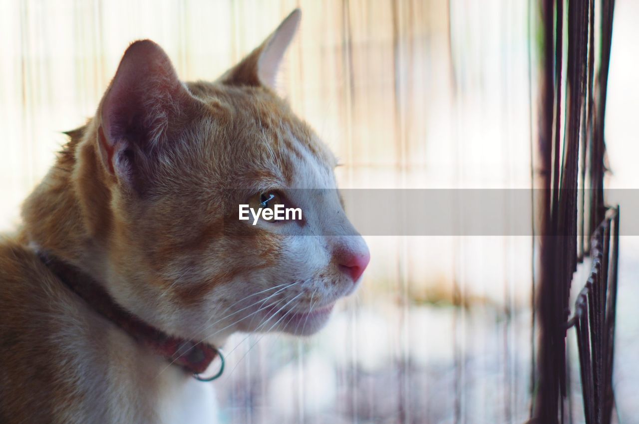 CLOSE-UP OF CAT LOOKING AWAY AGAINST WINDOW