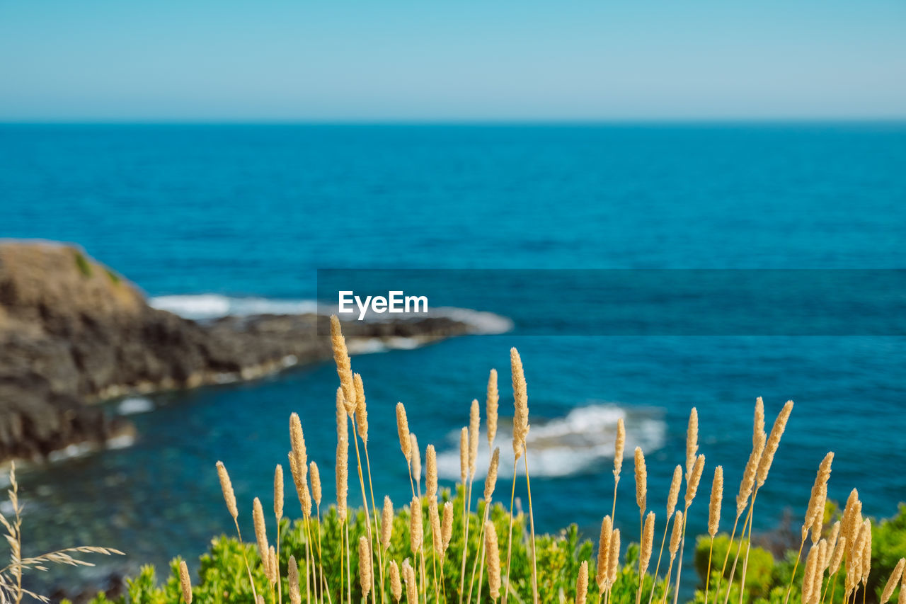 Close-up of plants against blue sea