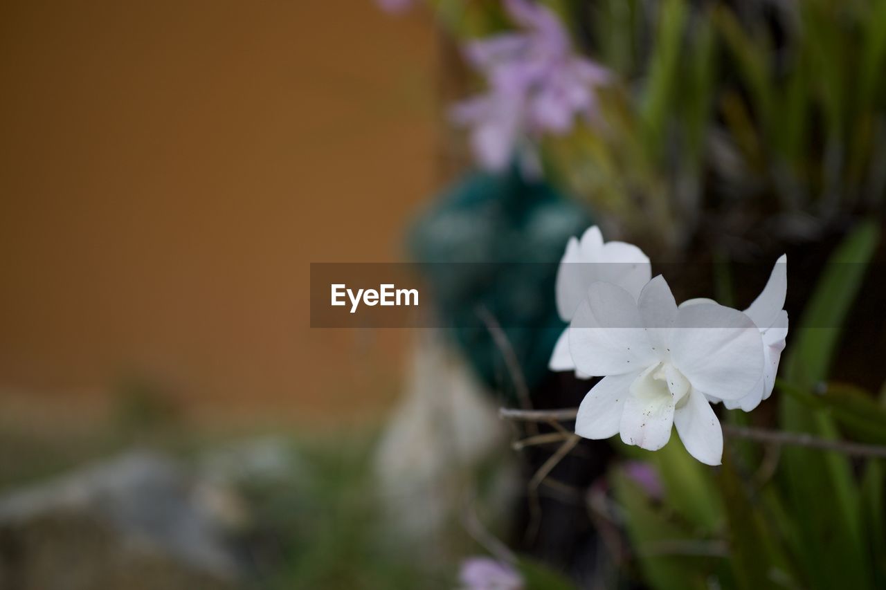 Close-up of white flowers on tree