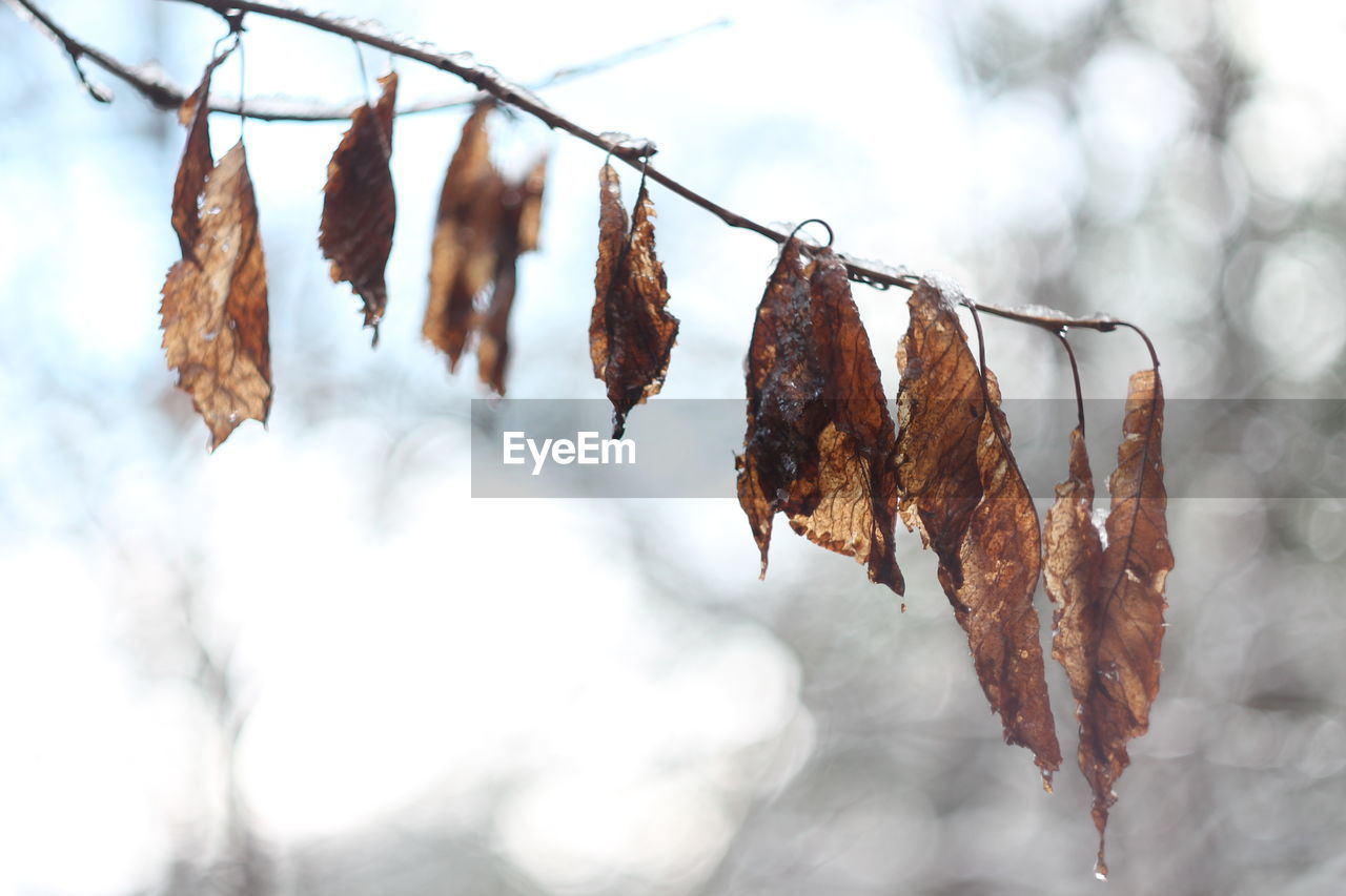 CLOSE-UP OF DRY LEAVES HANGING FROM BRANCH